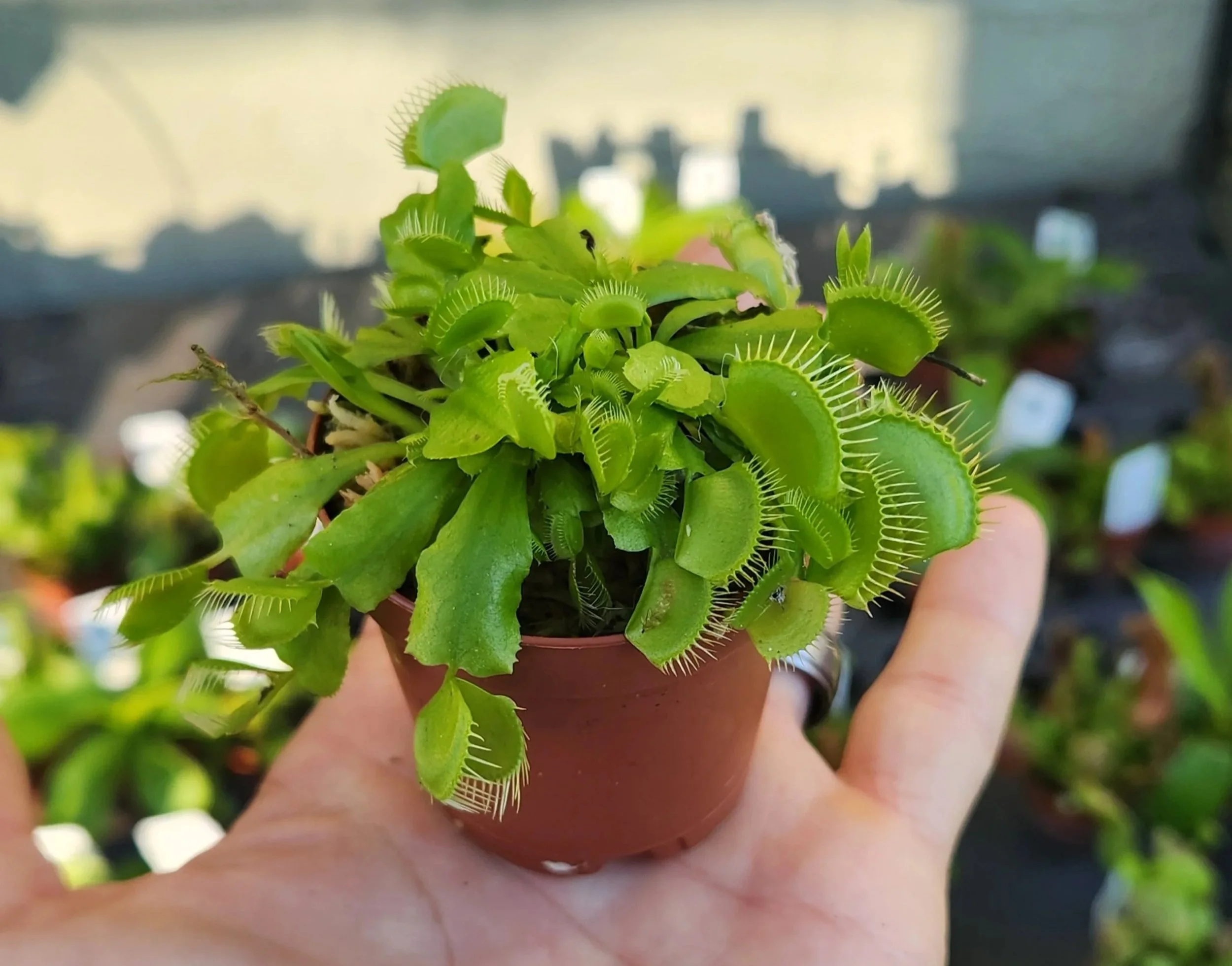 Plants-N-Thingsco, LLC
